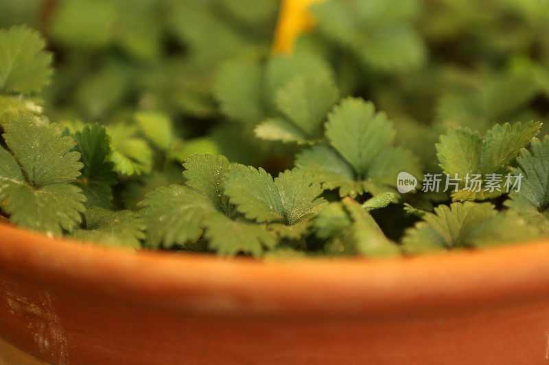 中国草药- Duchesnea Indica (Andr) Focke